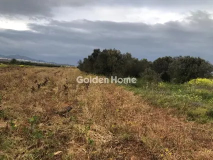 Αγροτεμάχιο 6000τ.μ. προς ενοικίαση φωτογραφία 5353376