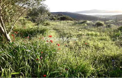 Αγροτεμάχιο 8011τ.μ. προς πώληση φωτογραφία 5357600