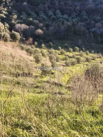 Αγροτεμάχιο 6508τ.μ. προς πώληση φωτογραφία 5358940