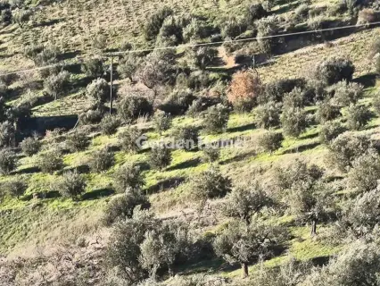 Αγροτεμάχιο 6508τ.μ. προς πώληση φωτογραφία 5358941