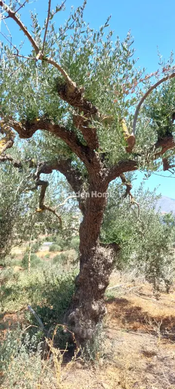 Οικιστικό 1000τ.μ. προς πώληση φωτογραφία 5381184