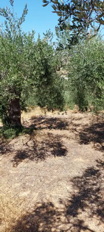Οικιστικό 1000τ.μ. προς πώληση φωτογραφία 5381184