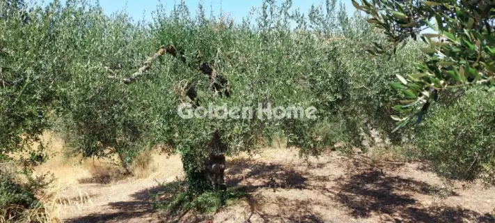 Residential 500m<sup>2</sup> for sale photo 5