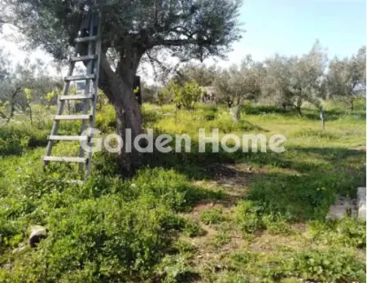 Οικιστικό 24500τ.μ. προς πώληση φωτογραφία 5365512