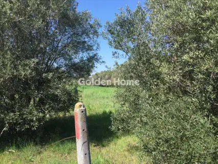 Αγροτεμάχιο 6800τ.μ. προς πώληση φωτογραφία 5367497