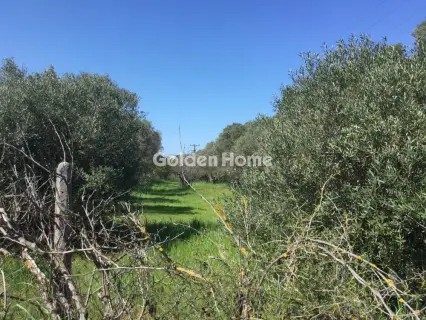 Αγροτεμάχιο 6800τ.μ. προς πώληση φωτογραφία 5367507