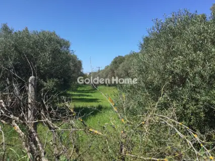 Αγροτεμάχιο 6800τ.μ. προς πώληση φωτογραφία 5367508