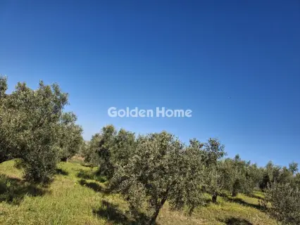 Αγροτεμάχιο 4072τ.μ. προς πώληση φωτογραφία 3