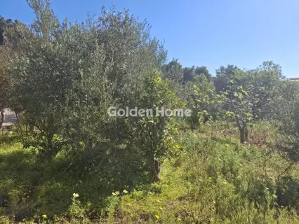 Αγροτεμάχιο 4072τ.μ. προς πώληση φωτογραφία 5