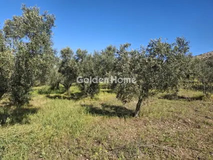 Αγροτεμάχιο 4072τ.μ. προς πώληση φωτογραφία 2