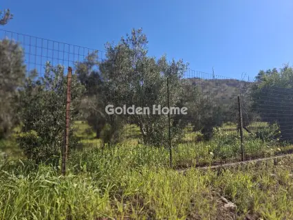 Αγροτεμάχιο 4072τ.μ. προς πώληση φωτογραφία 8