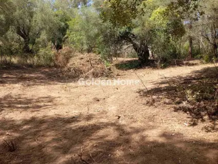 Οικιστικό 4120τ.μ. προς πώληση φωτογραφία 5