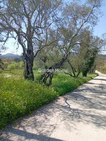 Αγροτεμάχιο 4134τ.μ. προς πώληση φωτογραφία 5376268