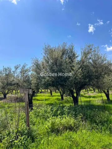 Αγροτεμάχιο 11800τ.μ. προς πώληση φωτογραφία 5392083