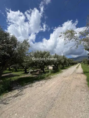 Αγροτεμάχιο 11800τ.μ. προς πώληση φωτογραφία 5392083