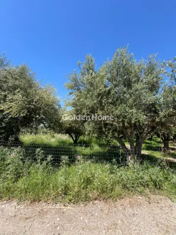 Αγροτεμάχιο 11800τ.μ. προς πώληση φωτογραφία 5423414