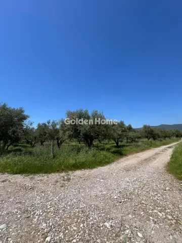 Αγροτεμάχιο 11800τ.μ. προς πώληση φωτογραφία 5423414