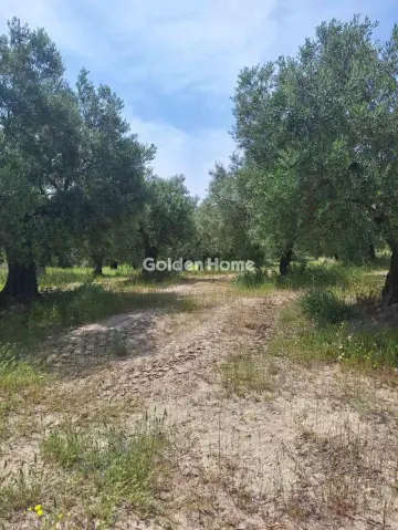 Professional Plot 11000m<sup>2</sup> for sale photo 6