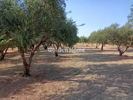 Οικιστικό 1164τ.μ. προς πώληση φωτογραφία 5428029