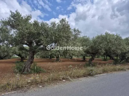 Professional Plot 860m<sup>2</sup> for sale photo 4