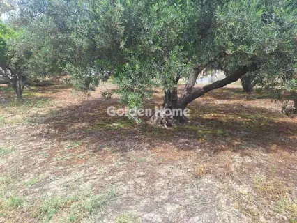 Residential 650m<sup>2</sup> for sale photo 4