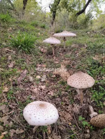 Αγροτεμάχιο 4500τ.μ. προς πώληση φωτογραφία 5484882