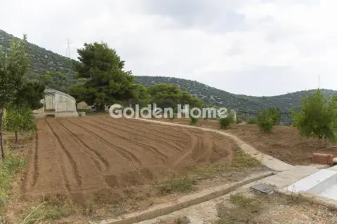 Μονοκατοικία 741τ.μ. προς πώληση φωτογραφία 4