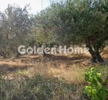Residential 800m<sup>2</sup> for sale photo 2