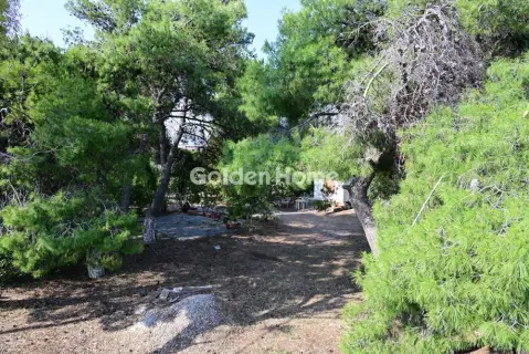 Οικιστικό 6000τ.μ. προς πώληση φωτογραφία 3