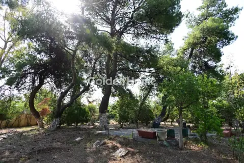 Οικιστικό 6000τ.μ. προς πώληση φωτογραφία 5669255