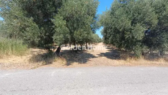 Οικιστικό 886τ.μ. προς πώληση φωτογραφία 5571810