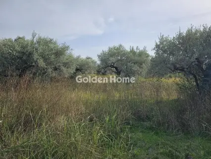 Αγροτεμάχιο 4950τ.μ. προς πώληση φωτογραφία 5577044