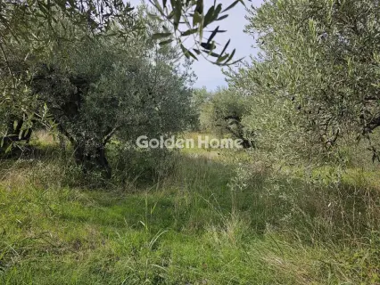 Αγροτεμάχιο 4950τ.μ. προς πώληση φωτογραφία 5577044