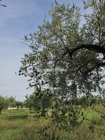 Αγροτεμάχιο 4950τ.μ. προς πώληση φωτογραφία 5577045
