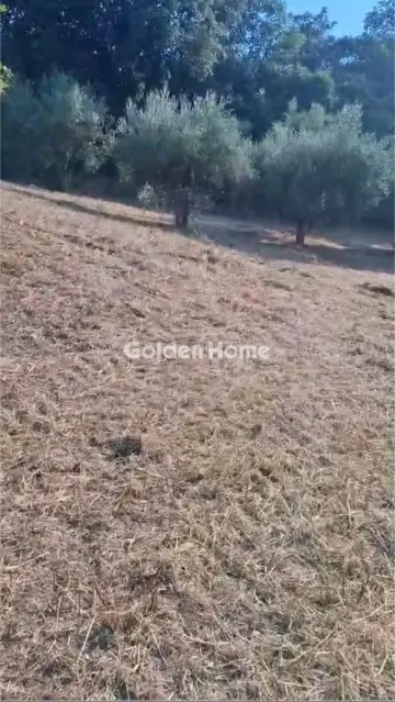 Αγροτεμάχιο 4665τ.μ. προς πώληση φωτογραφία 5607921