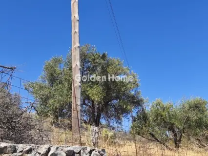 Οικιστικό 4001τ.μ. προς πώληση φωτογραφία 5