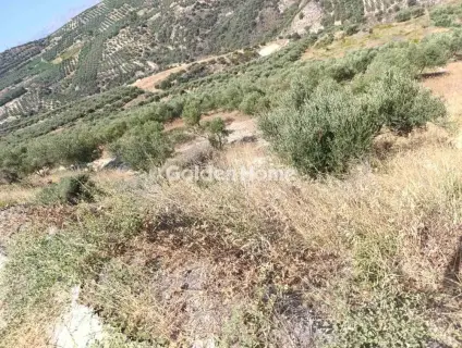 Οικιστικό 52672τ.μ. προς πώληση φωτογραφία 3
