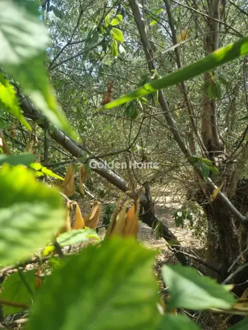 Οικιστικό 366τ.μ. προς πώληση φωτογραφία 5607496
