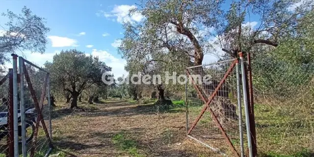 Αγροτεμάχιο 6001τ.μ. προς πώληση φωτογραφία 5619887