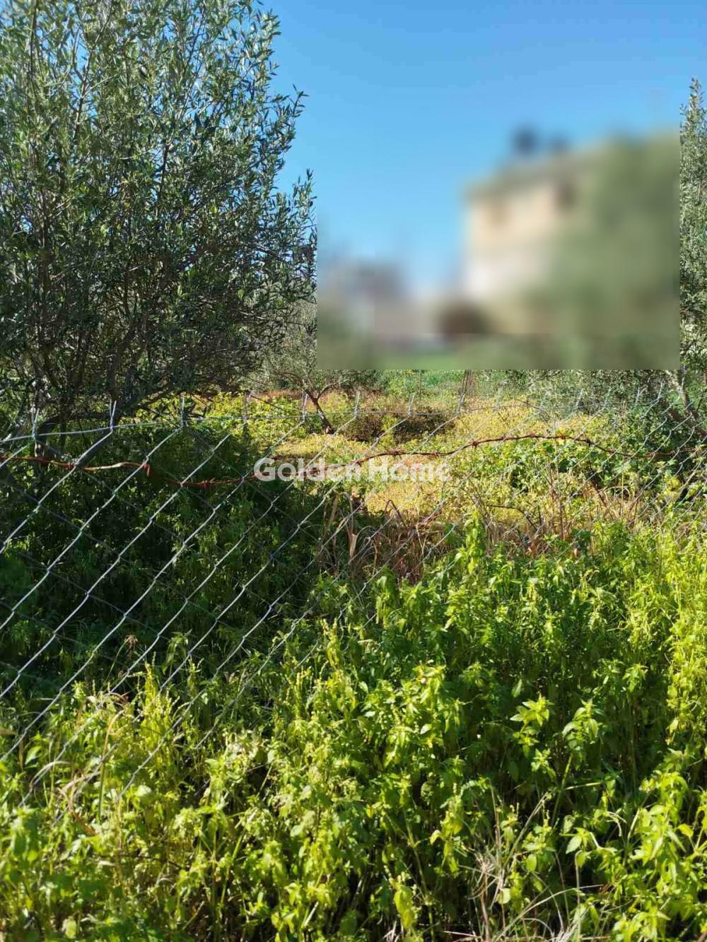 Αγροτεμάχιο στην Μαλάδες, Τέμενος