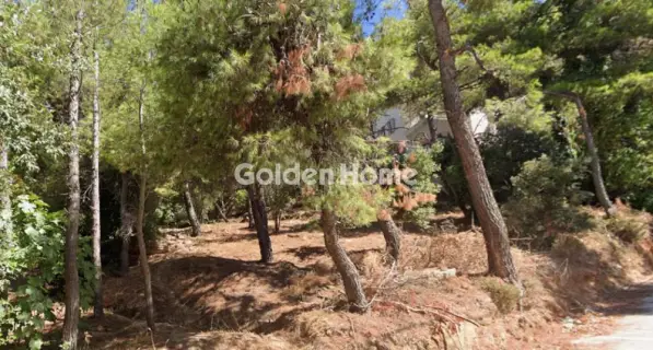 Residential 800m<sup>2</sup> for sale photo 5649754