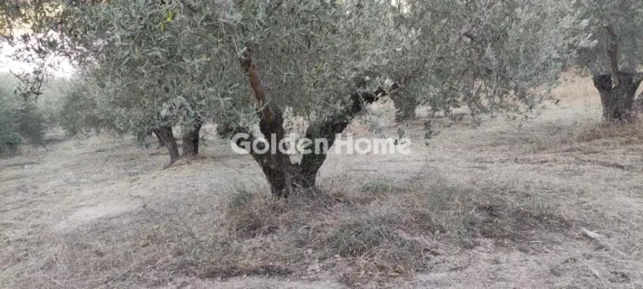 Οικιστικό 2482τ.μ. προς πώληση φωτογραφία 1