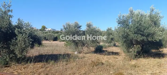 Οικιστικό 790τ.μ. προς πώληση φωτογραφία 4