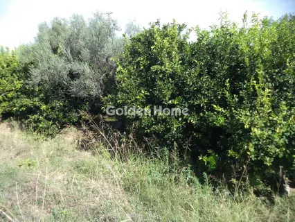 Αγροτεμάχιο 3824τ.μ. προς πώληση φωτογραφία 5658523