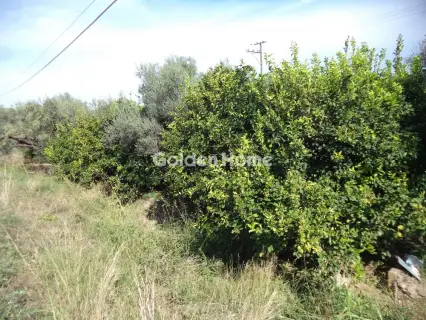 Αγροτεμάχιο 3824τ.μ. προς πώληση φωτογραφία 5658524