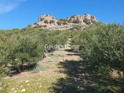Οικιστικό 7000τ.μ. προς πώληση φωτογραφία 1