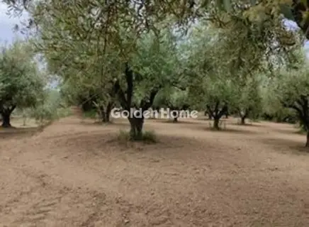 Οικιστικό 23000τ.μ. προς πώληση φωτογραφία 5679424