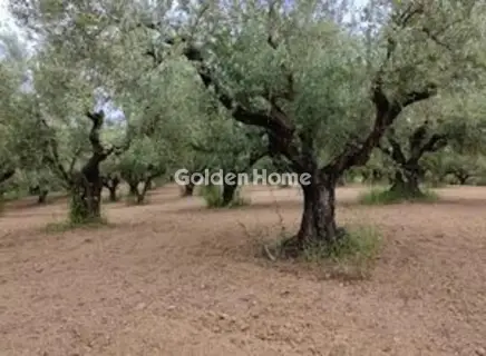 Οικιστικό 23000τ.μ. προς πώληση φωτογραφία 5679421