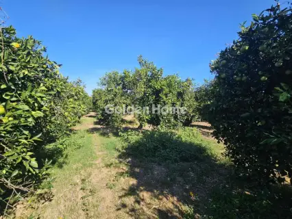 Οικιστικό 11000τ.μ. προς πώληση φωτογραφία 1