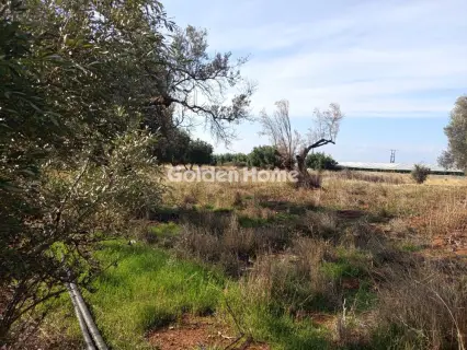 Αγροτεμάχιο 2800τ.μ. προς πώληση φωτογραφία 5683989